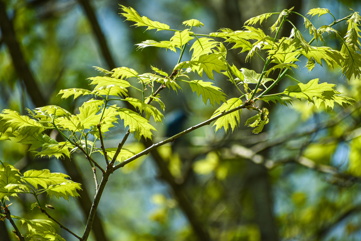 Exploring Birds Attracting Birds with Deciduous Trees and Shrubs